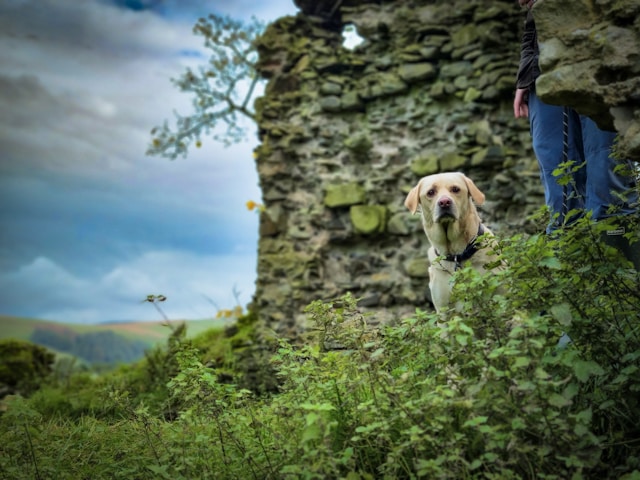 promenades chiens