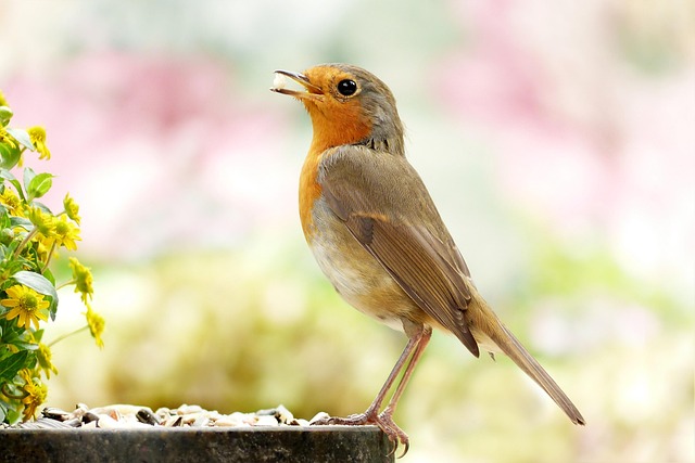 oiseaux de compagnie